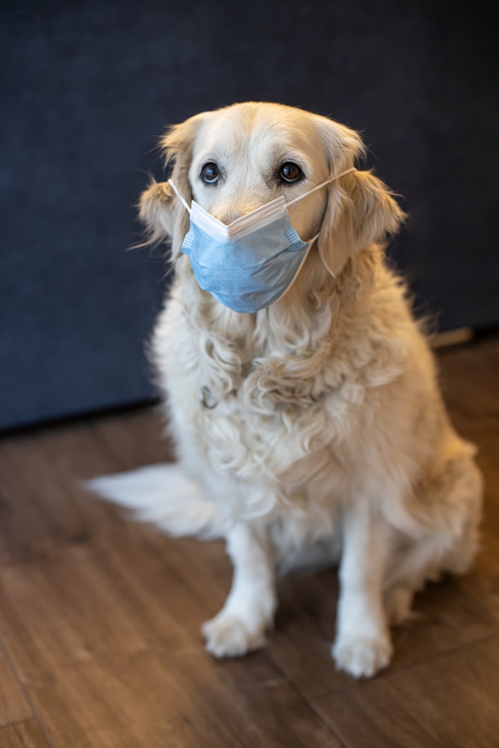 veterinär vårgårda